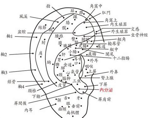 耳朵 痣 面相|面相：耳朵有痣算命圖解，全位置對照，看看你是哪一。